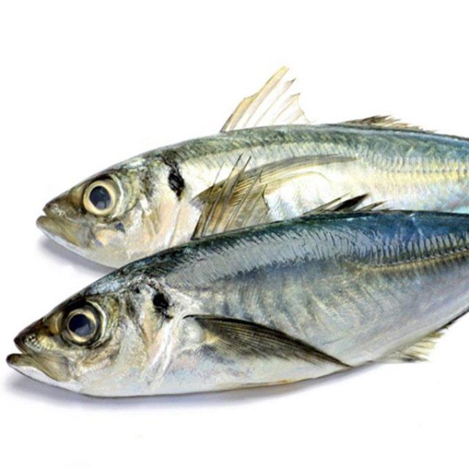 CARTON CHINCHARD 